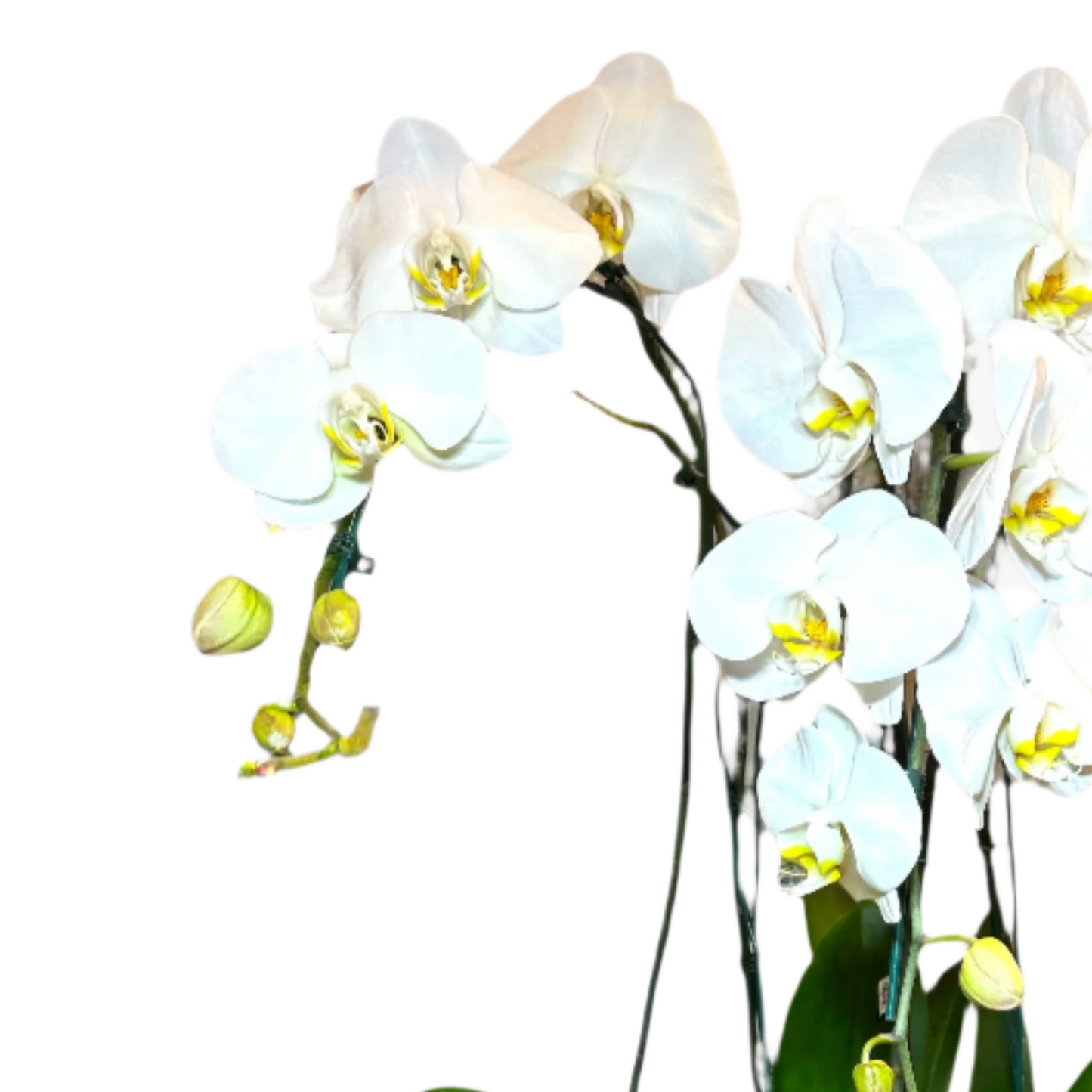 Orquídeas Cascata Triplas em Vaso de Vidro