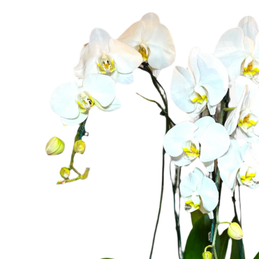 Orquídeas Cascata Triplas em Vaso de Vidro