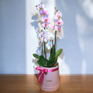 Arranjo com Orquídea Grande e Mini em Cor Especial na Caixa Rosa