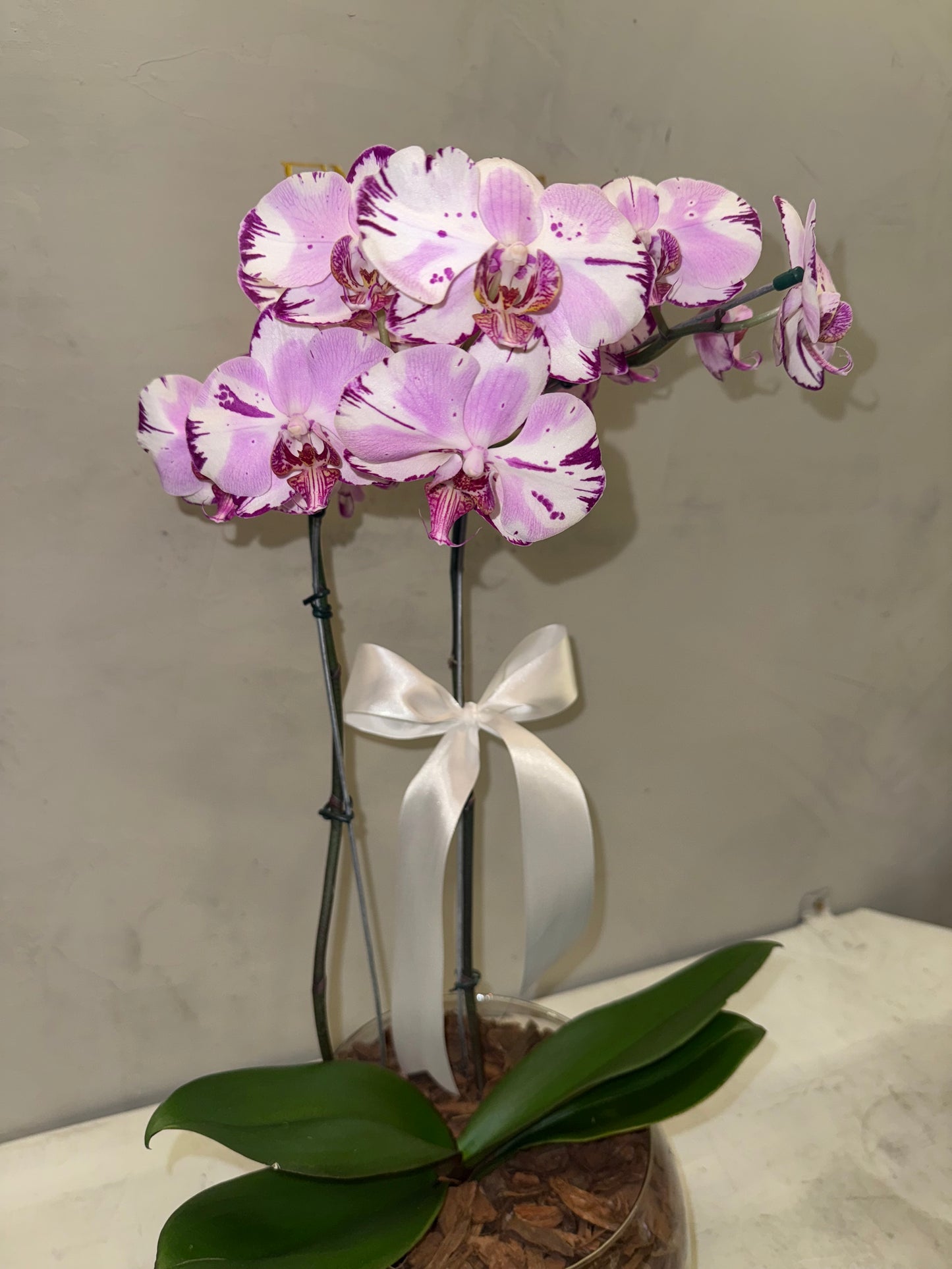 Orquídea Phalaenopsis com duas astes com vaso vidro