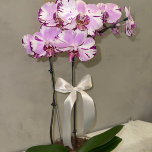 Orquídea Phalaenopsis com duas astes com vaso vidro