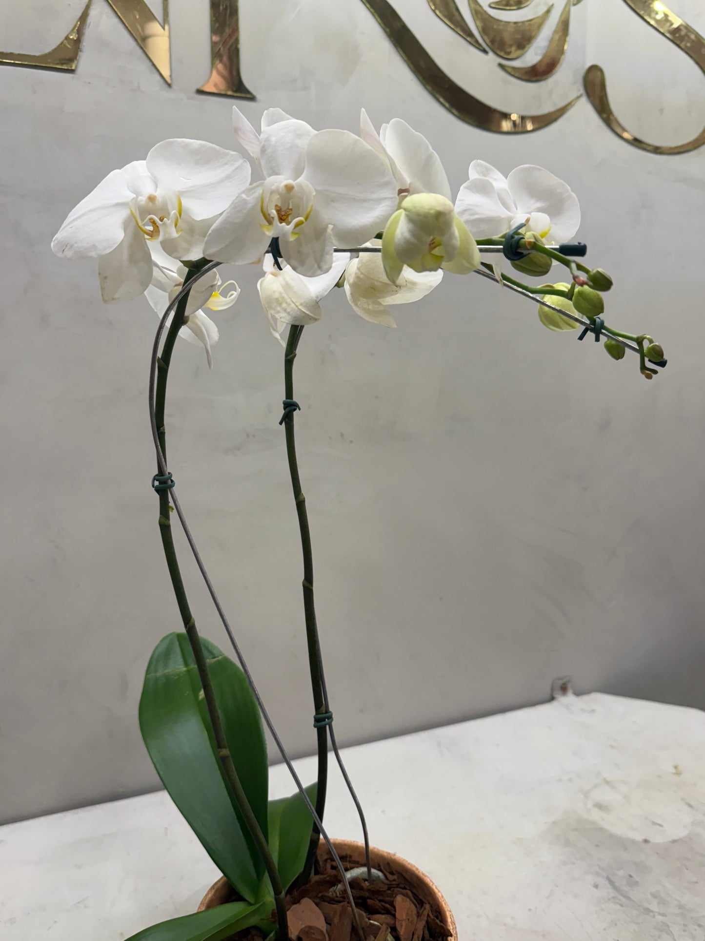 Orquídea Phalaenopsis Branca no Vaso Decorativo