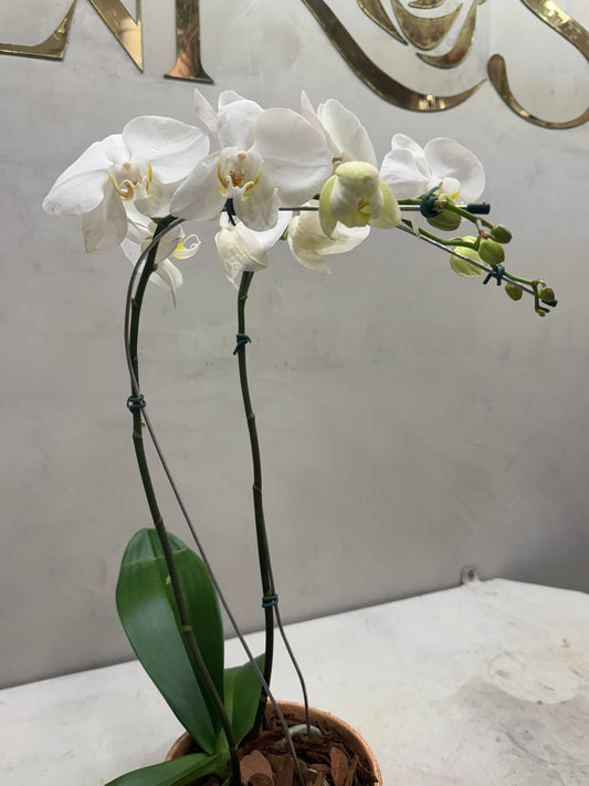 Orquídea Phalaenopsis Branca no Vaso Decorativo