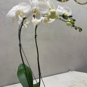 Orquídea Phalaenopsis Branca no Vaso Decorativo
