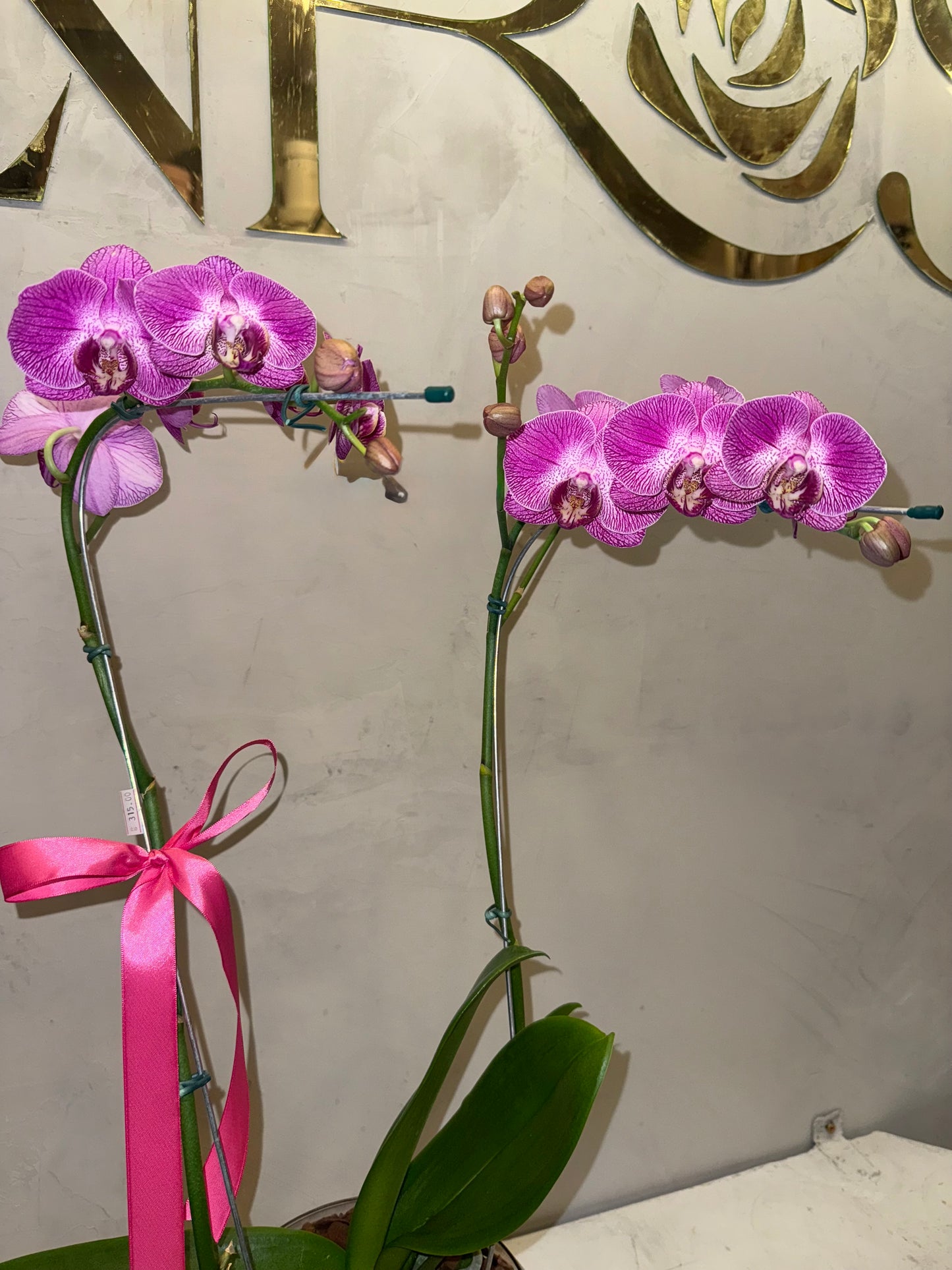 Orquídea Phalaenopsis com duas astes com vaso vidro