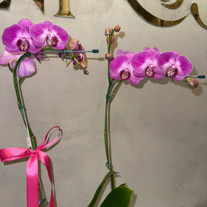 Orquídea Phalaenopsis com duas astes com vaso vidro