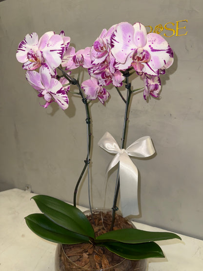 Orquídea Phalaenopsis com duas astes com vaso vidro