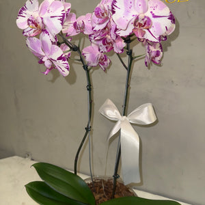 Orquídea Phalaenopsis com duas astes com vaso vidro