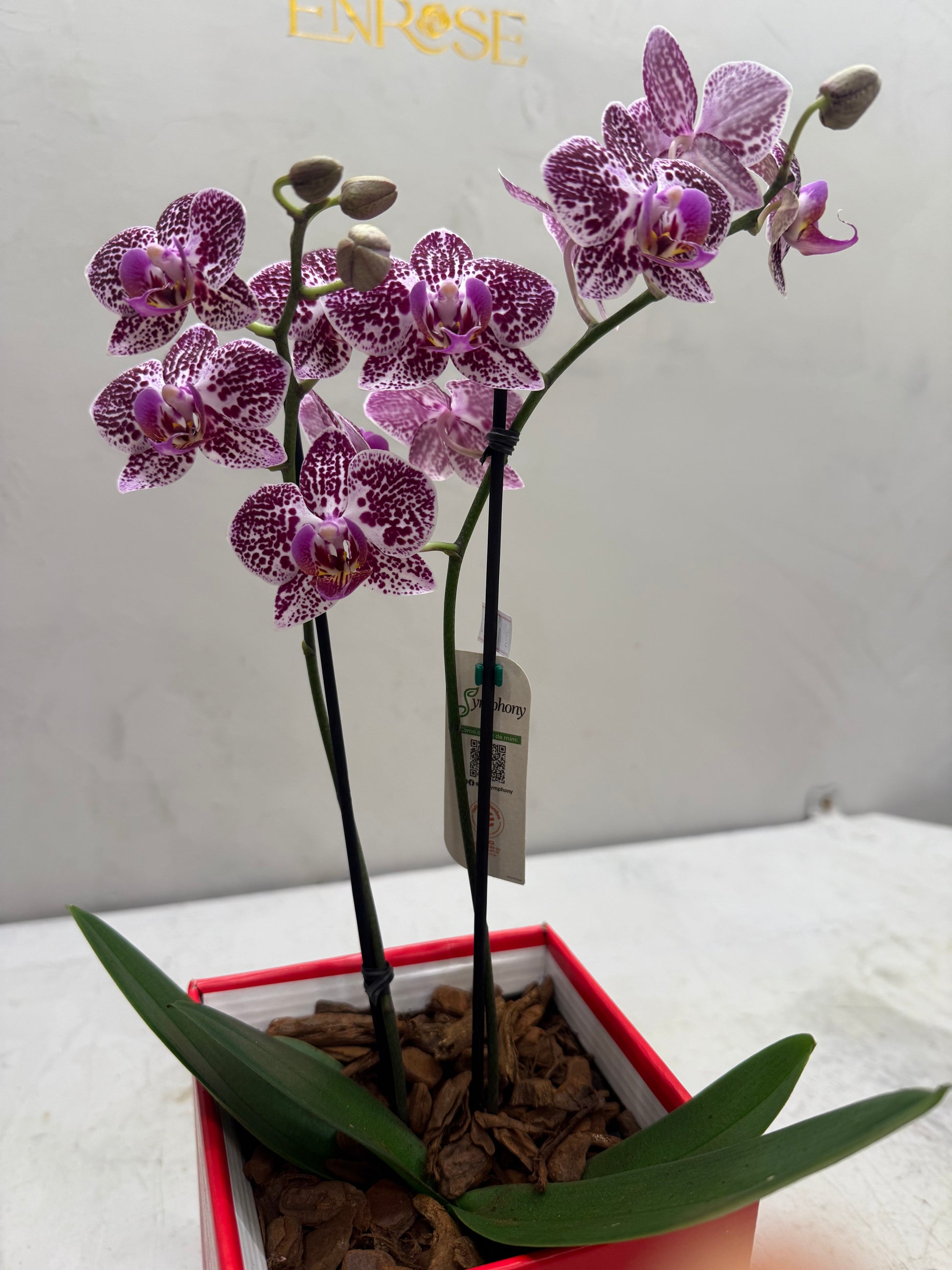 Mini Orquídeas Brancas em Caixa Elegante