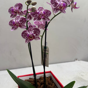 Mini Orquídeas Brancas em Caixa Elegante