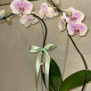 Orquídea Phalaenopsis com vaso cimento