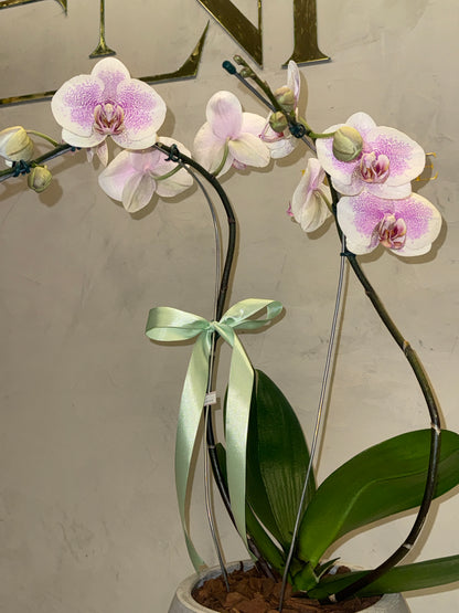 Orquídea Phalaenopsis com vaso cimento