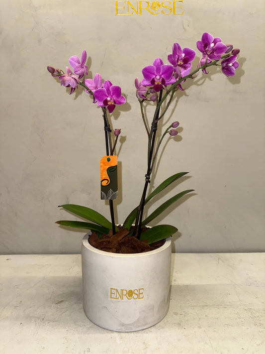 Orquídea Mini Magenta com vaso moderno de cimento queimado