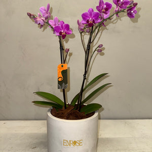 Orquídea Mini Magenta com vaso moderno de cimento queimado