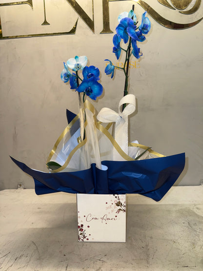 Orquídea Azul com Embalagem Elegante