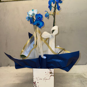 Orquídea Azul com Embalagem Elegante