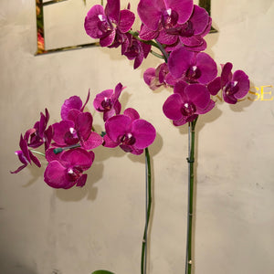 Orquidea