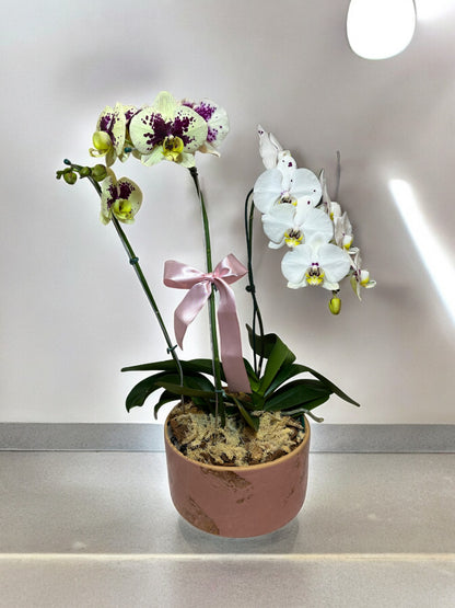 Arranjo Luxuoso de Orquídeas em Vaso de Cerâmica Grande