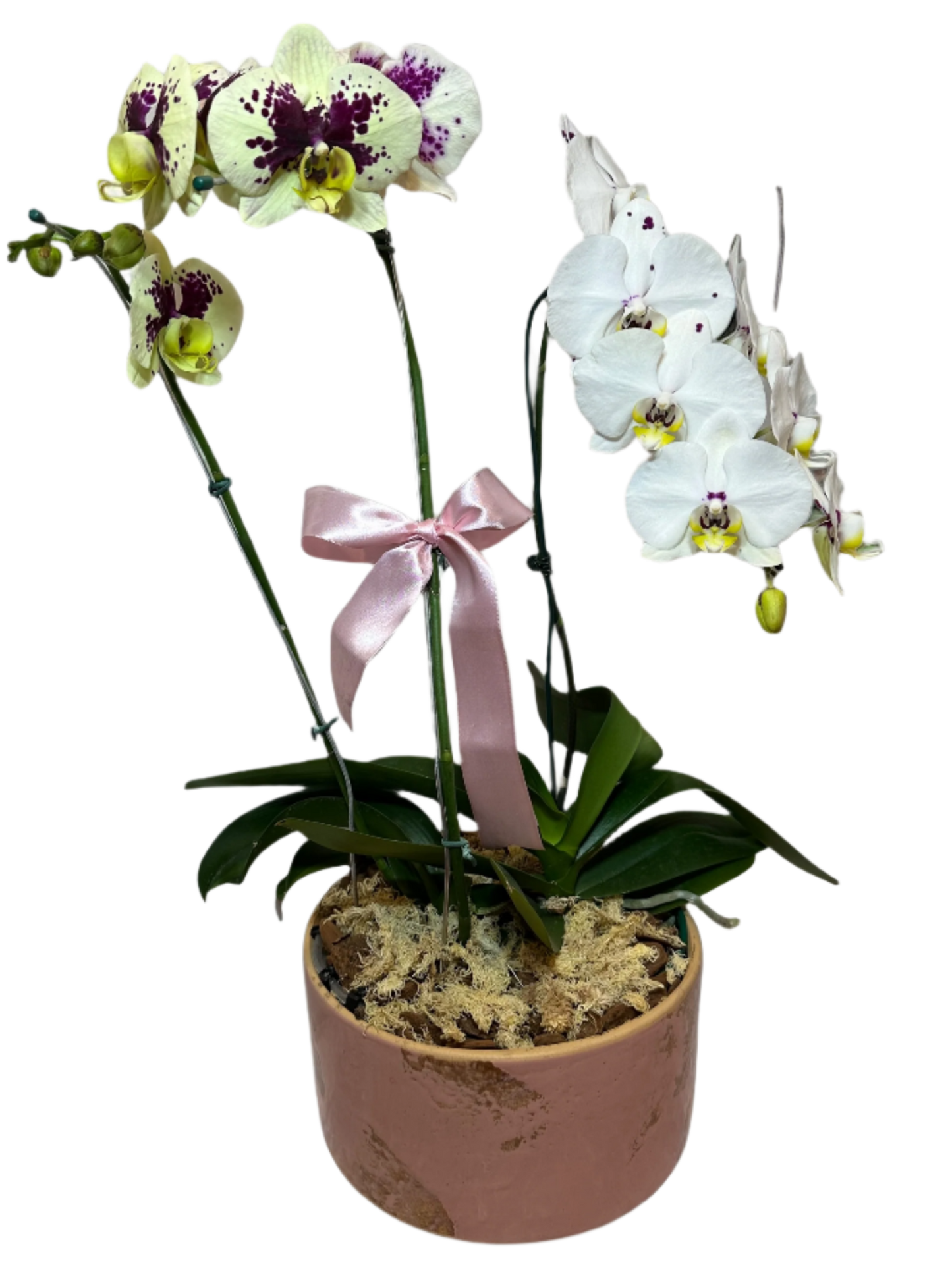 Arranjo Luxuoso de Orquídeas em Vaso de Cerâmica Grande
