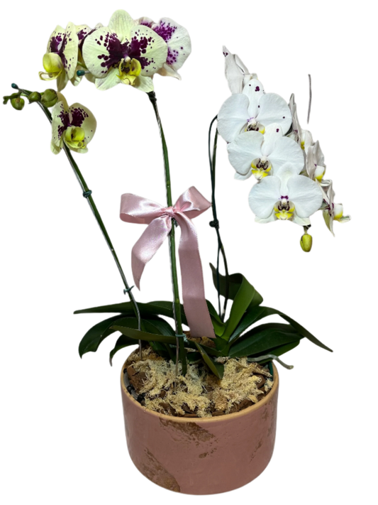 Arranjo Luxuoso de Orquídeas em Vaso de Cerâmica Grande