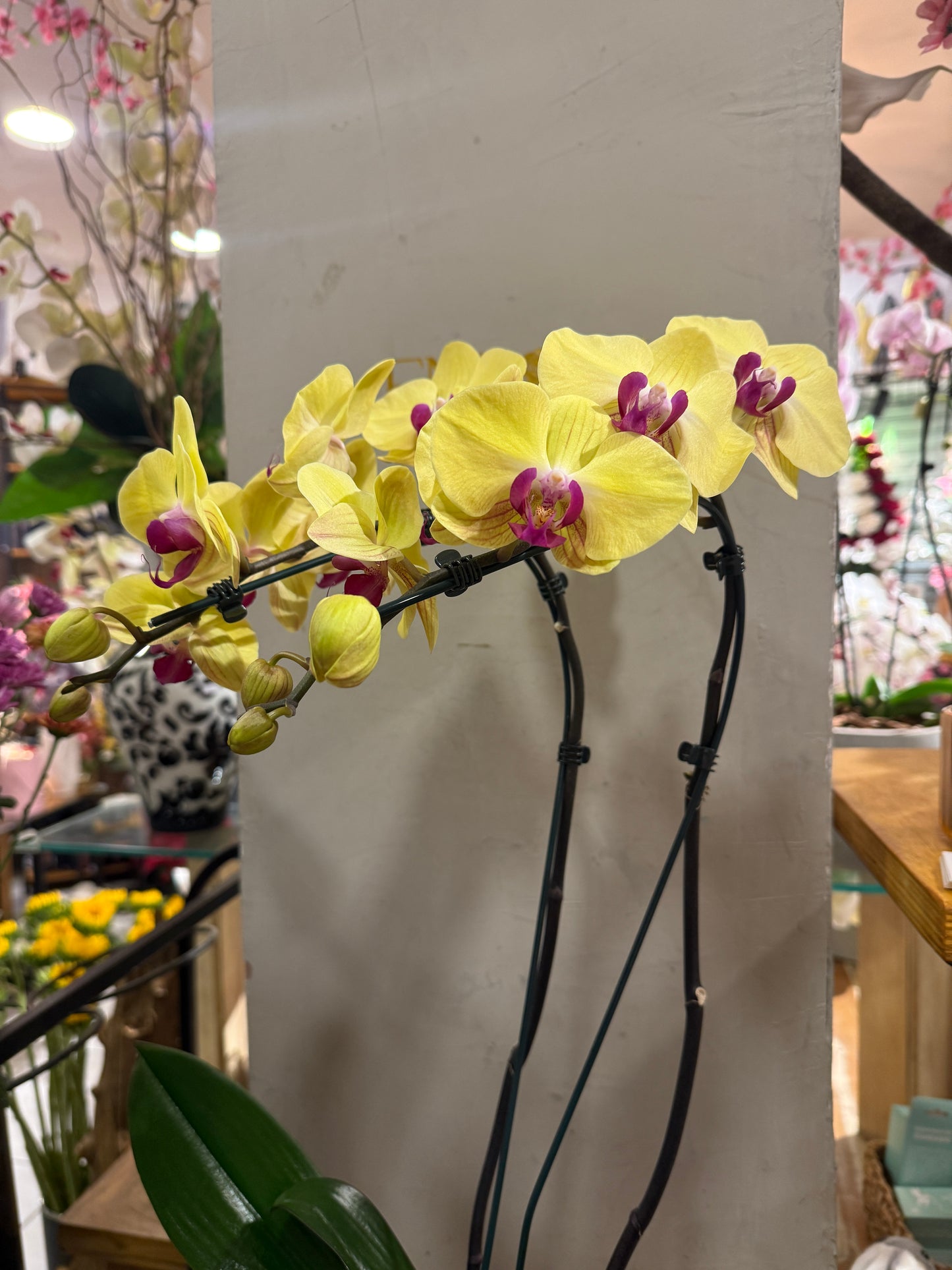 Orquídea Amarela em vaso moderno de cimento queimado