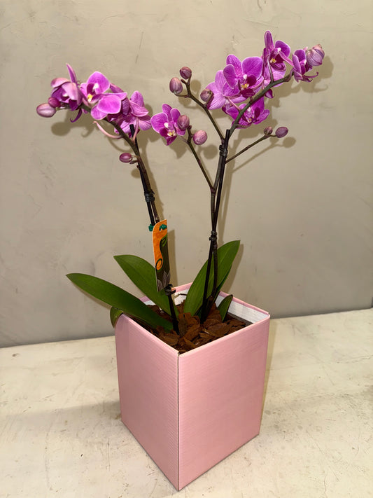 Mini Orquídeas magenta em Caixa