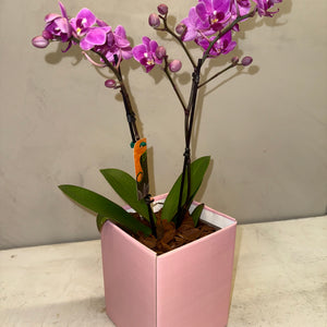 Mini Orquídeas magenta em Caixa