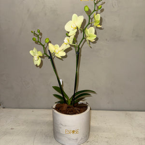 Orquídea Mini Amarela com vaso moderno de cimento queimado