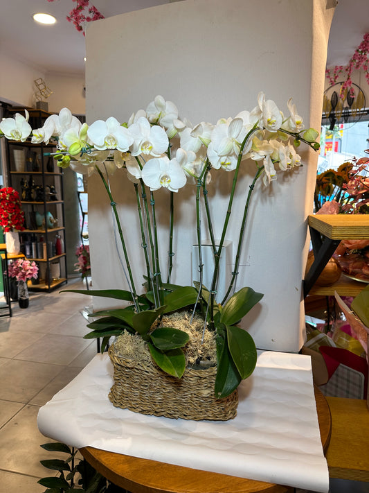 Phalaenopsis orchid with three pots