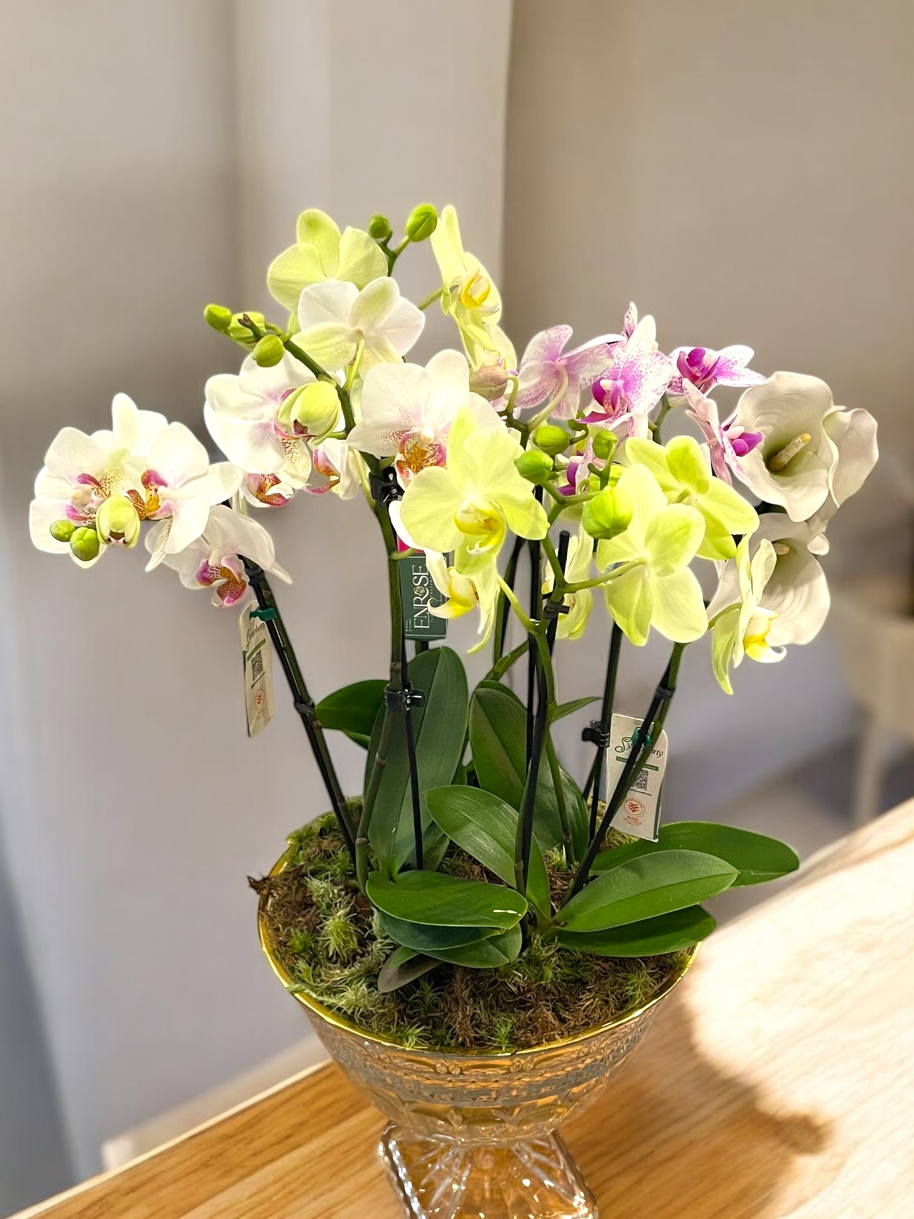 Arranjo Luxuoso com 4 Orquídeas – 8 Hastes em Taça de Vidro Elegante