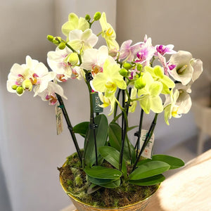 Arranjo Luxuoso com 4 Orquídeas – 8 Hastes em Taça de Vidro Elegante
