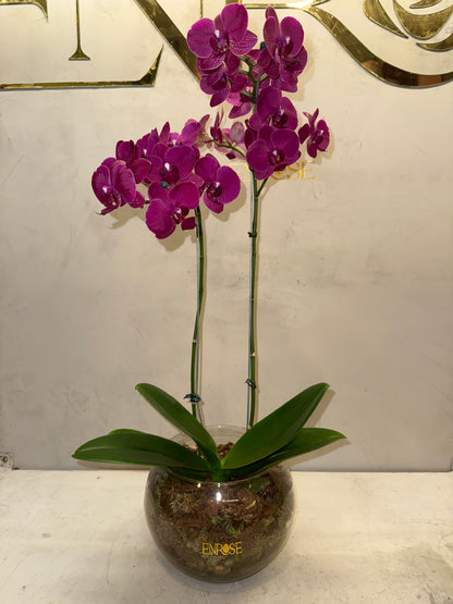 Orquídea Fúcsia Luxo ENROSE