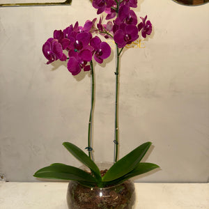 Orquidea