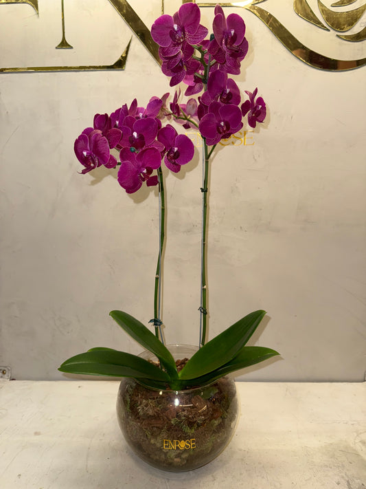 Orquidea