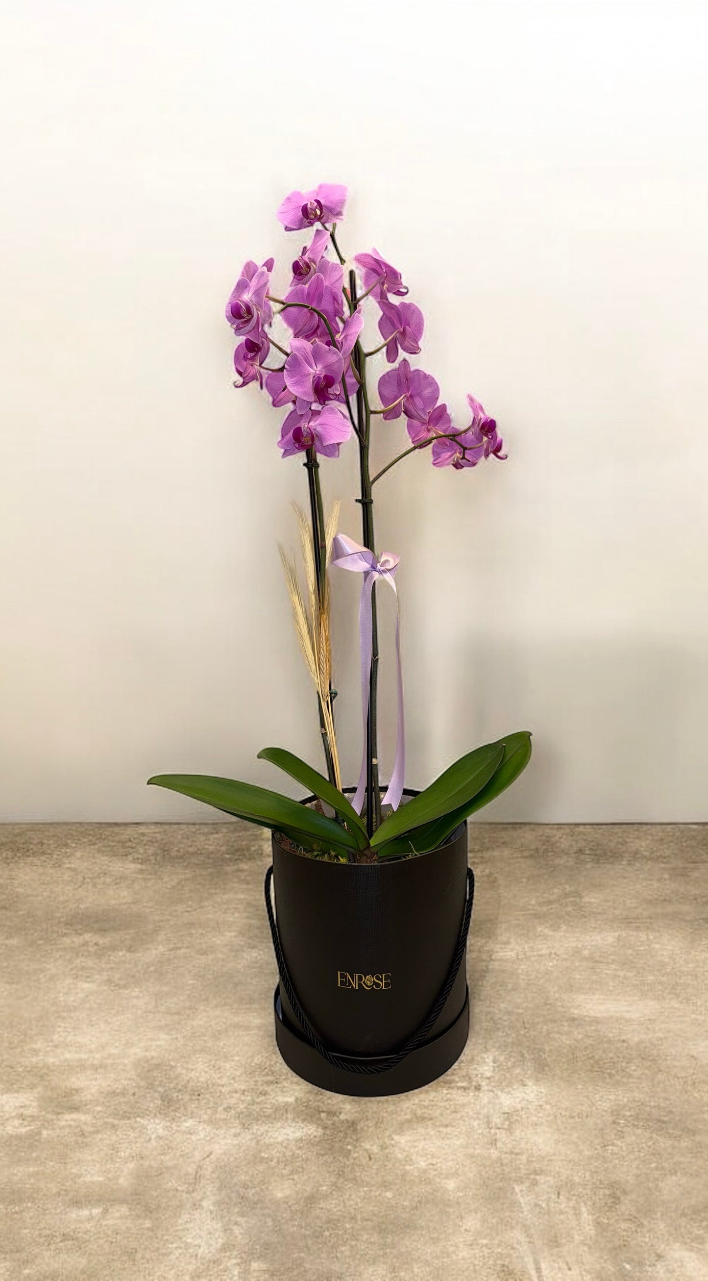 Orquídea Phalaenopsis com duas astes com caixa especial