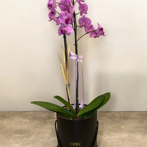 Orquídea Phalaenopsis com duas astes com caixa especial