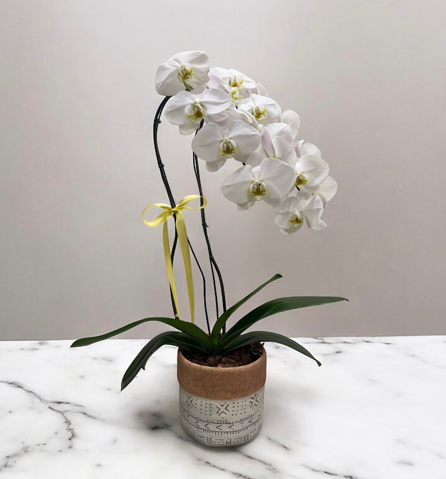 Orquídea Phalaenopsis Luxo Branca no Vaso Decorativo