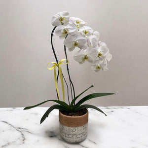 Orquídea Phalaenopsis Luxo Branca no Vaso Decorativo