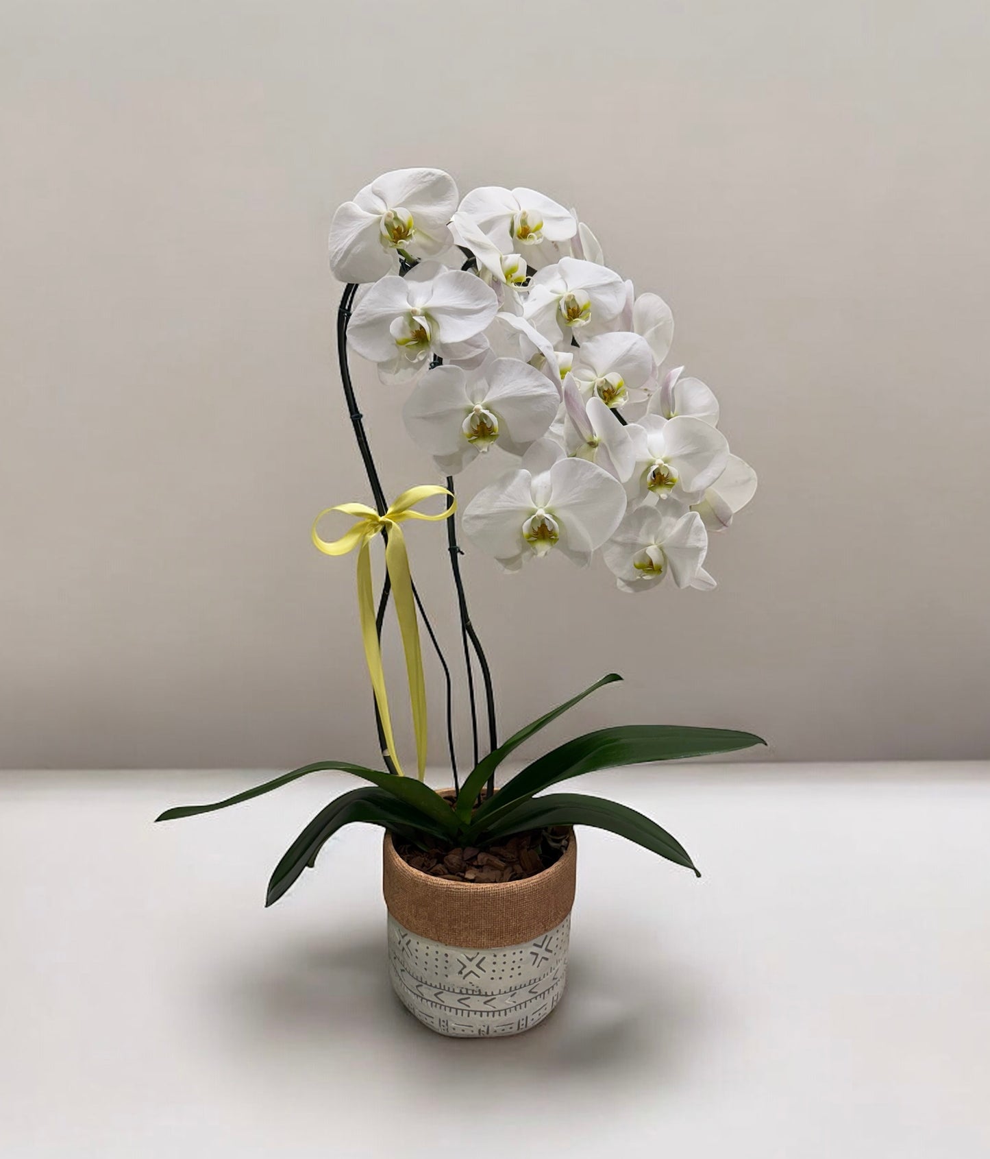 Orquídea Phalaenopsis Luxo Branca no Vaso Decorativo