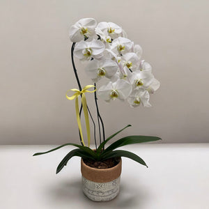 Orquídea Phalaenopsis Luxo Branca no Vaso Decorativo