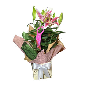 LIRIO ROSA