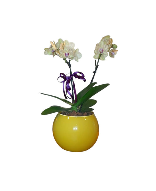 Mini Orquídea Phalaenopsis com vaso