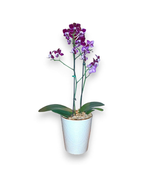 Mini Orquídea Phalaenopsis com Vaso de cerâmica