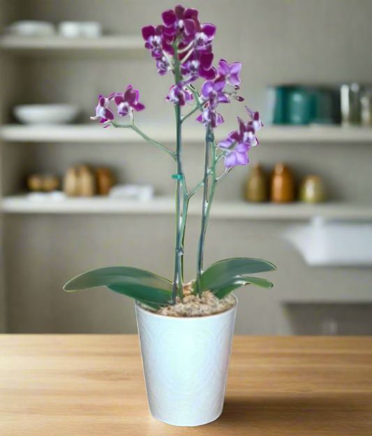 Mini Phalaenopsis Orchid with Ceramic Pot