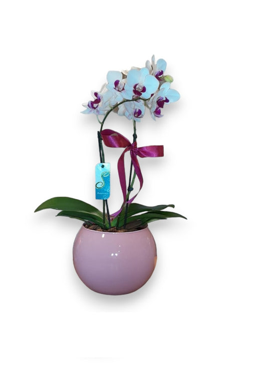 Mini Orquídea Phalaenopsis com vaso vedro