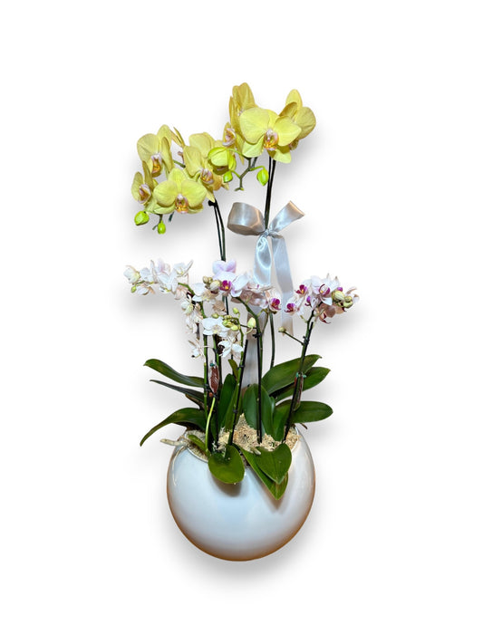 Três Orquídea Phalaenopsis com vaso vedro