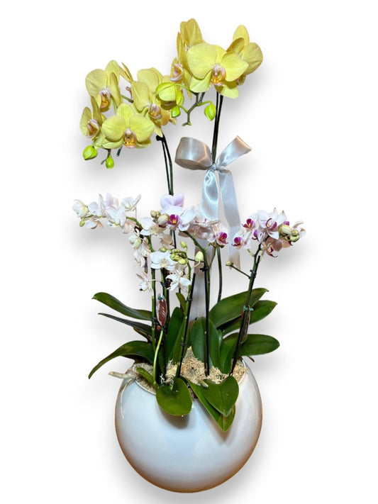 Três Orquídea Phalaenopsis com vaso vedro