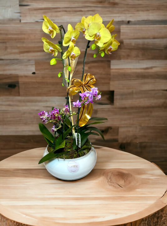 Orquídea Phalaenopsis