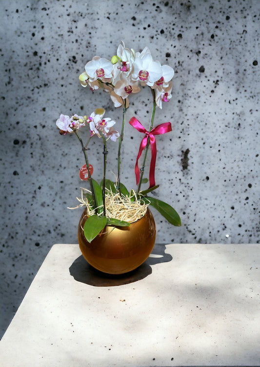Dois Orquídea Phalaenopsis com vaso vidro