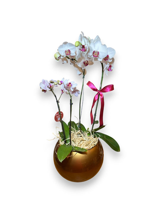 Dois Orquídea Phalaenopsis com vaso vedro